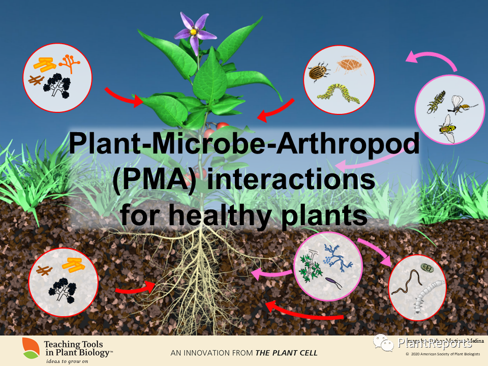 植物 微生物 昆虫三者如何互作 对农业有什么影响 90张幻灯片概述 Plantreports 微信公众号文章阅读 Wemp