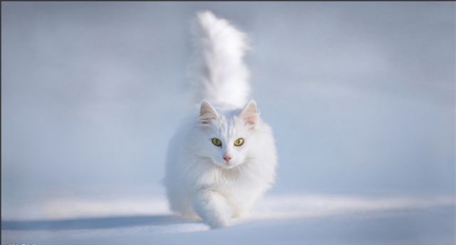 ps蒙版抠图_ai 蒙版抠图_蒙版抠图的步骤