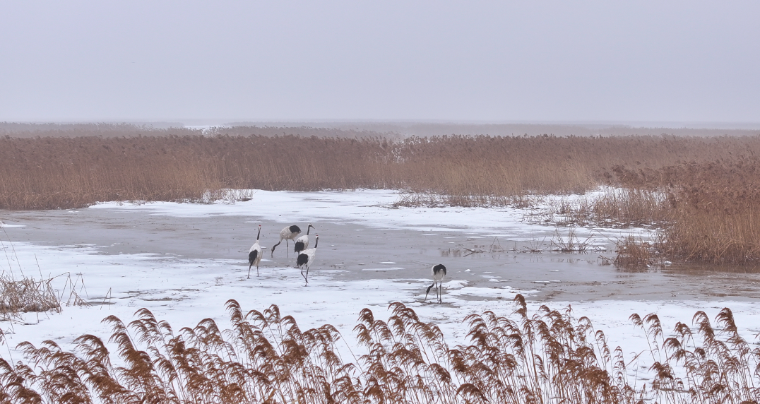 守护黄河文化根脉山东写好文化和生态大文章绽放黄河之美