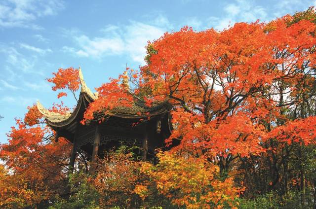 四川最美的15個紅葉區，一到秋天就燃成一片片紅海！ 旅行 第41張