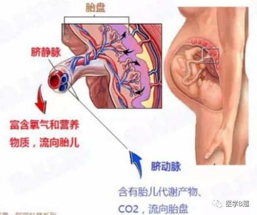 md是胎儿的什么超声报告单中的S／D值你看得懂吗？-上海聚慕医疗器械有限公司