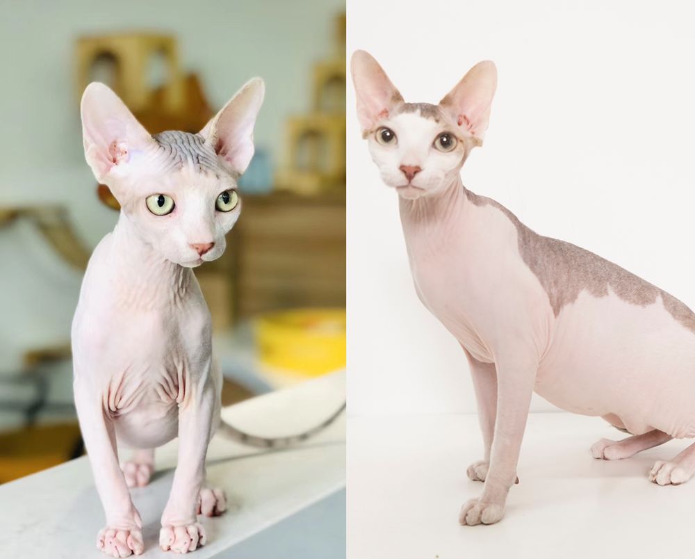 分别吸了布偶 暹罗和无毛猫后 我发现了一个秘密 习性 维宠宠物导航网