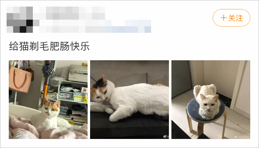 我为什么劝你不要轻易给猫剃毛 猫来了 二十次幂