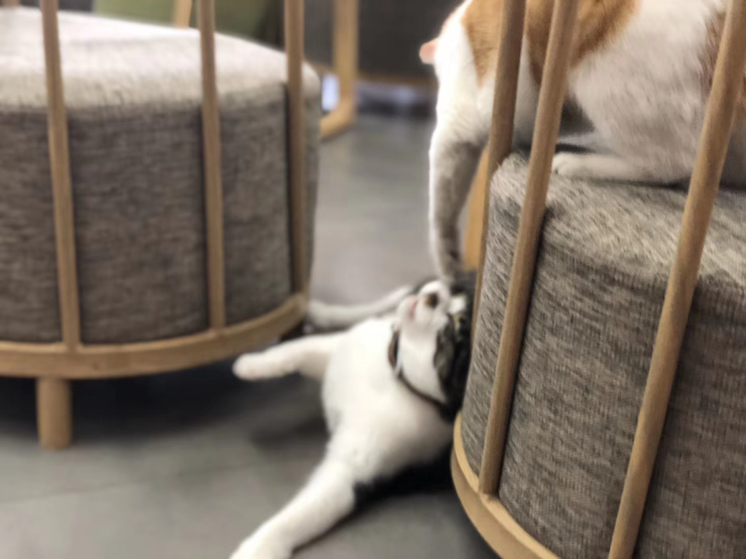 早上我打了5个喷嚏 铲屎官带我查了个过敏原 猫来了 二十次幂