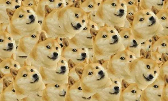 doge表情包柴犬生命垂危!陪伴我们10年的表情包要离开了吗?