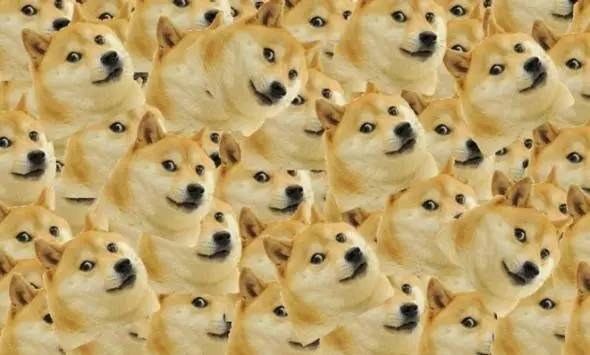 doge表情包柴犬生命垂危!陪伴我們10年的表情包要離開了嗎?! - 貓來了