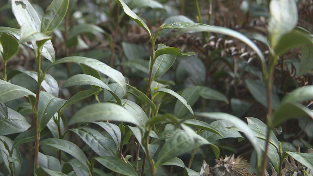 14608782661256 (1920×1080).png