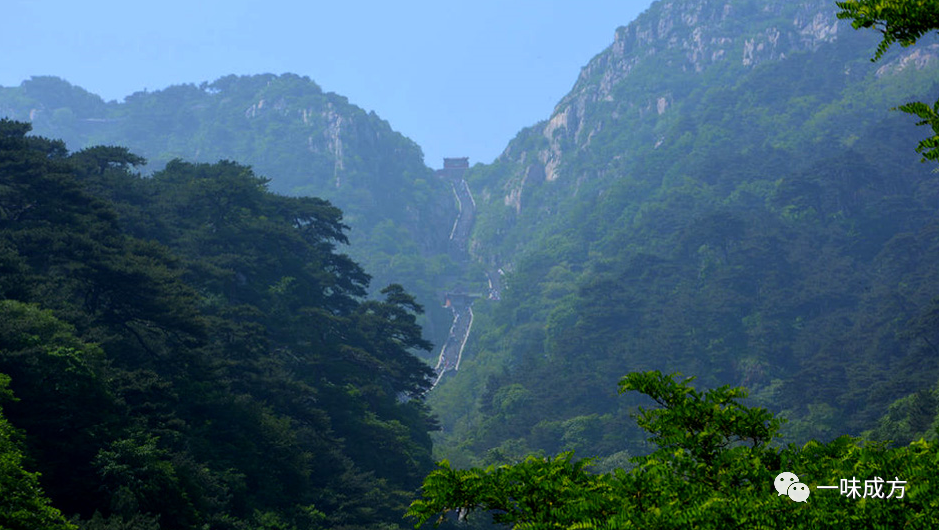 【国庆】一味成方泰山灵芝，助力新时代的“国泰民安”