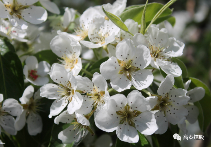 梨花什么时候开花 ?梨花具体是在几月份开花