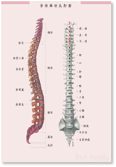“正身正脊，仁心仁术” ---协会健康使者蒋学超