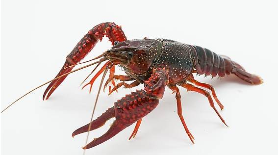 已有多人需抢救!恳请爱吃小龙虾的人看看!