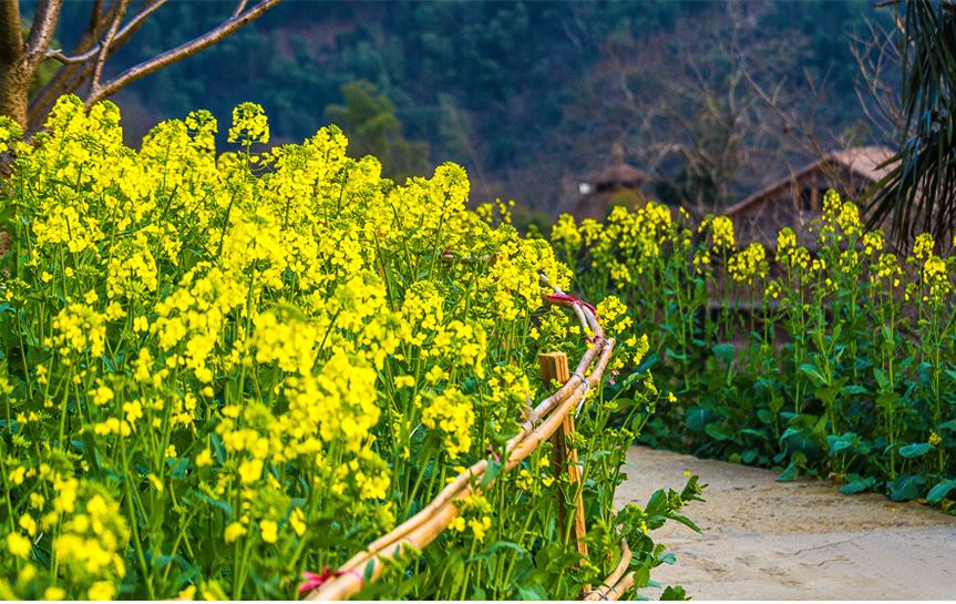 婺源解封了，油菜花也開了 旅遊 第23張