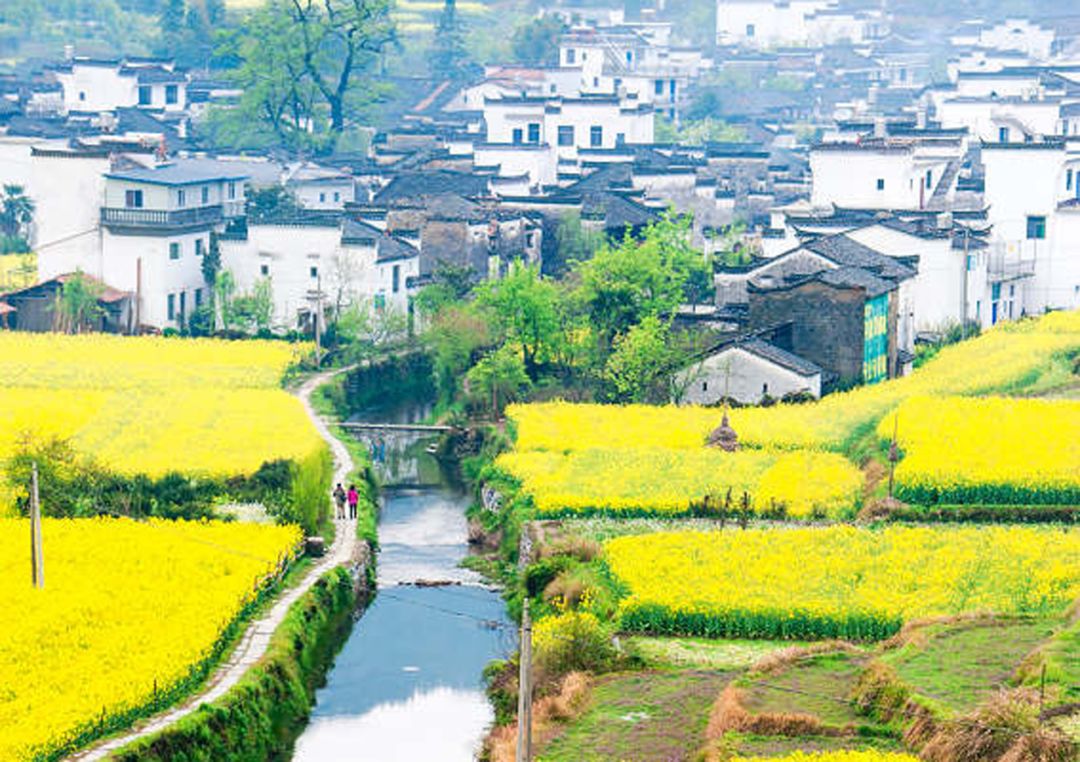 婺源解封了，油菜花也開了 旅遊 第3張