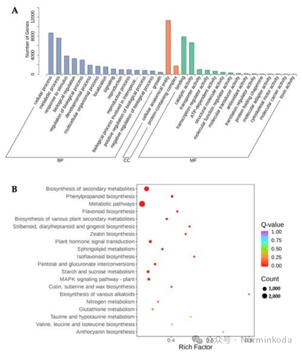 科学网—[转载]Genes||转录+代谢+qPCR分析黄精纤维根和直根中黄酮类化合物分布 - 覃元元的博文