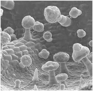 鱼肉,水产加工与肉食加工环境) 的天花板,墙与地板,配水管的黑色霉菌