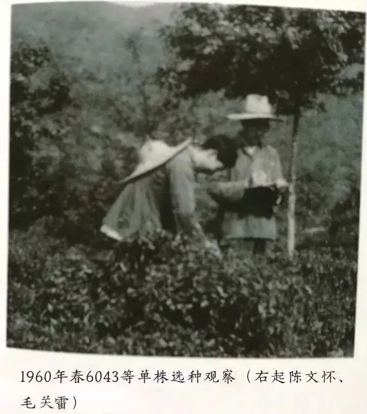 1960年春天，“6043”单株选种观察，最终成为“龙井43”.png