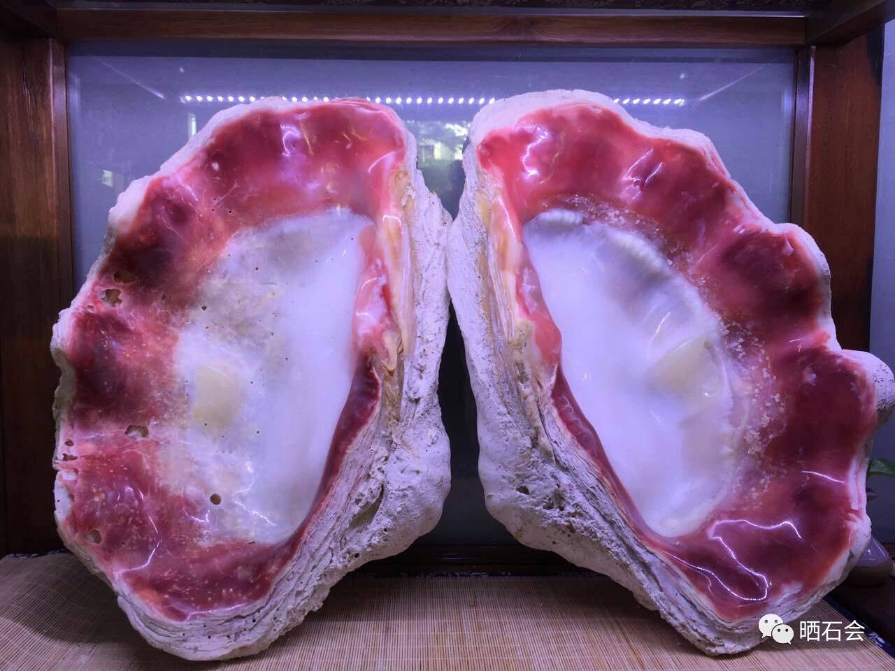 自古以来就收到人们的追捧与喜爱,众所周知的清朝朝珠,就由砗磲贝制成