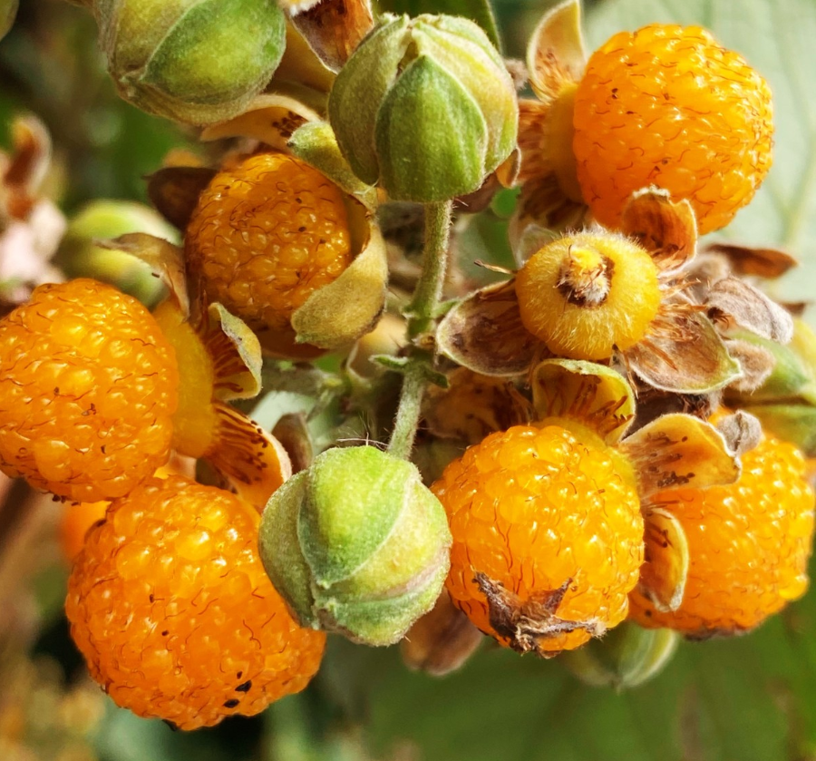 吃在红河县黄泡熟啦你可否还记得童年摘黄泡的时光