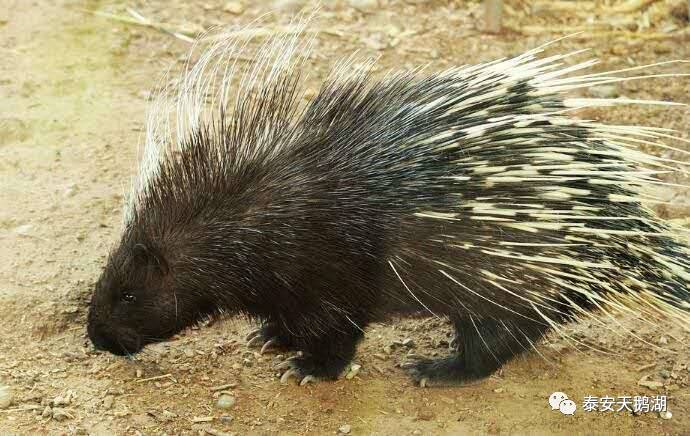 豪猪----别把我认错!