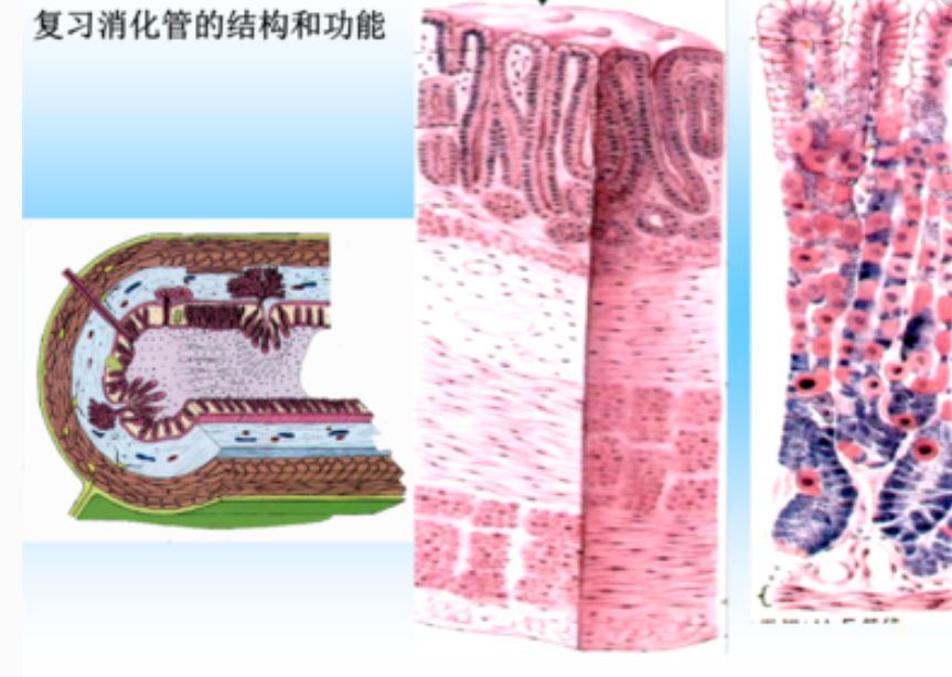 CCTV活性多肽适用于人体八大系统的100多种疾病
