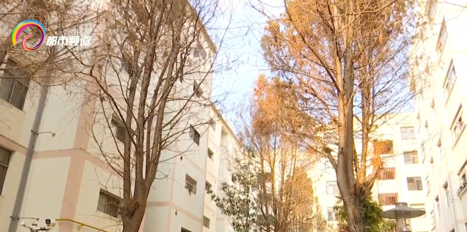 绿化大树修剪注意事项