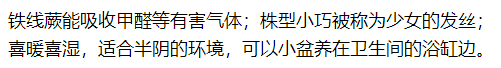 客廳臥室放盆它，開運又健康，蚊蟲全沒啦！ 家居 第34張