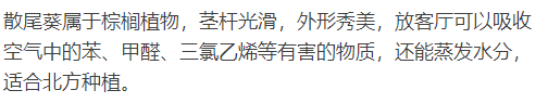 客廳臥室放盆它，開運又健康，蚊蟲全沒啦！ 家居 第5張