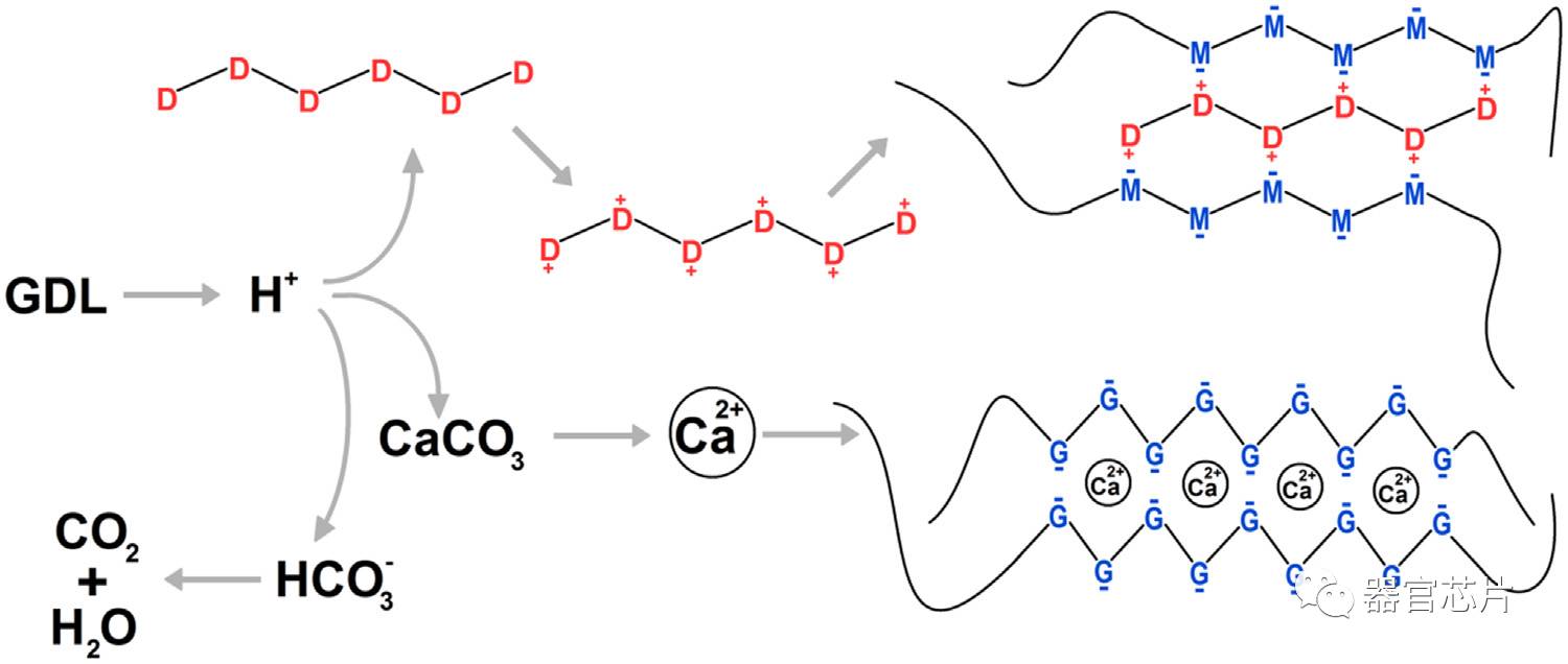 of calciumand chitosan oligomer mixtures as crosslinkers 海藻酸