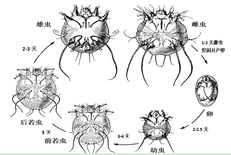雄虫大多数在交配后不久即死亡;雌螨交配后20-30分钟内钻入宿主皮内,2