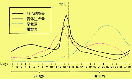 性激素曲线图片