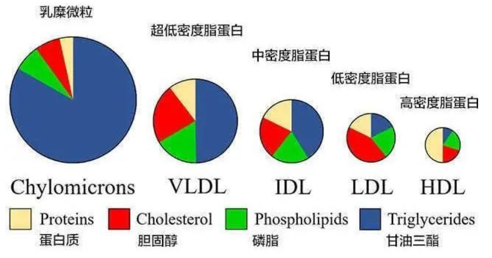低密度脂蛋白为什么要有不同的参考和控制范围?