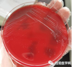 「布病」易发季,你了解它吗?_医学界-助力医生临床决策和职业成长