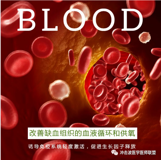 医用臭氧有什么作用三氧是如何作用于血液的？三氧是如何激活人体免疫应答的？三氧能用于哪方面疾病？_https://www.jmylbn.com_新闻资讯_第3张