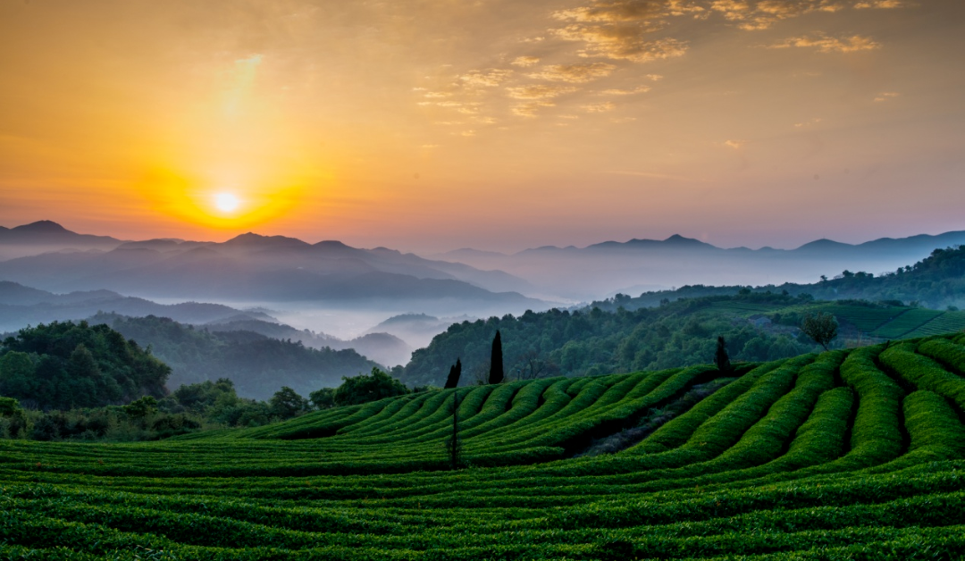 其外形扁平光滑,尖削挺直,色泽绿翠匀润,香气嫩香持久,略带兰花香