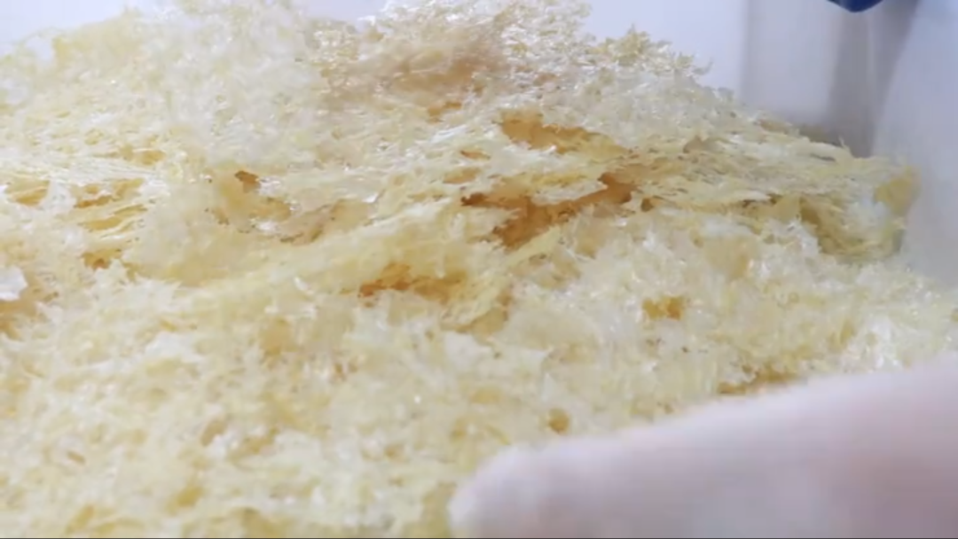 本草银耳--银耳之父52年匠心培育，成就新一代的滋补珍品“圣耳”