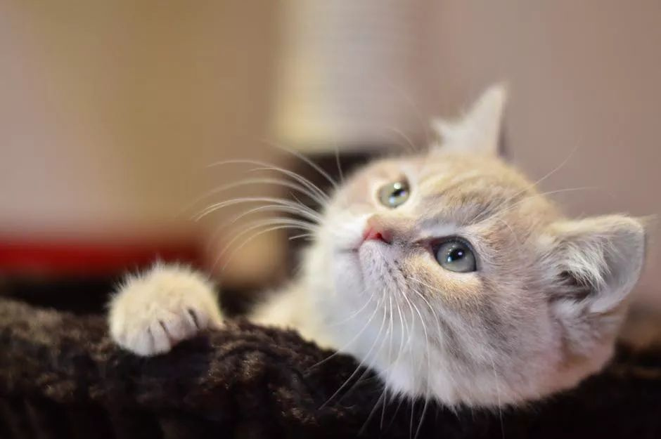 被猫抓伤后如何判断无需担心？三步自检法帮你快速评估