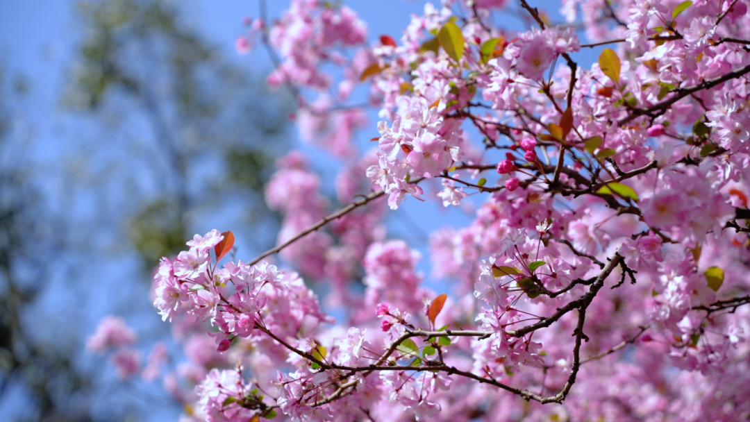 200棵垂丝海棠目前正值盛花期位于昆明市西山区的西华公园里垂丝海