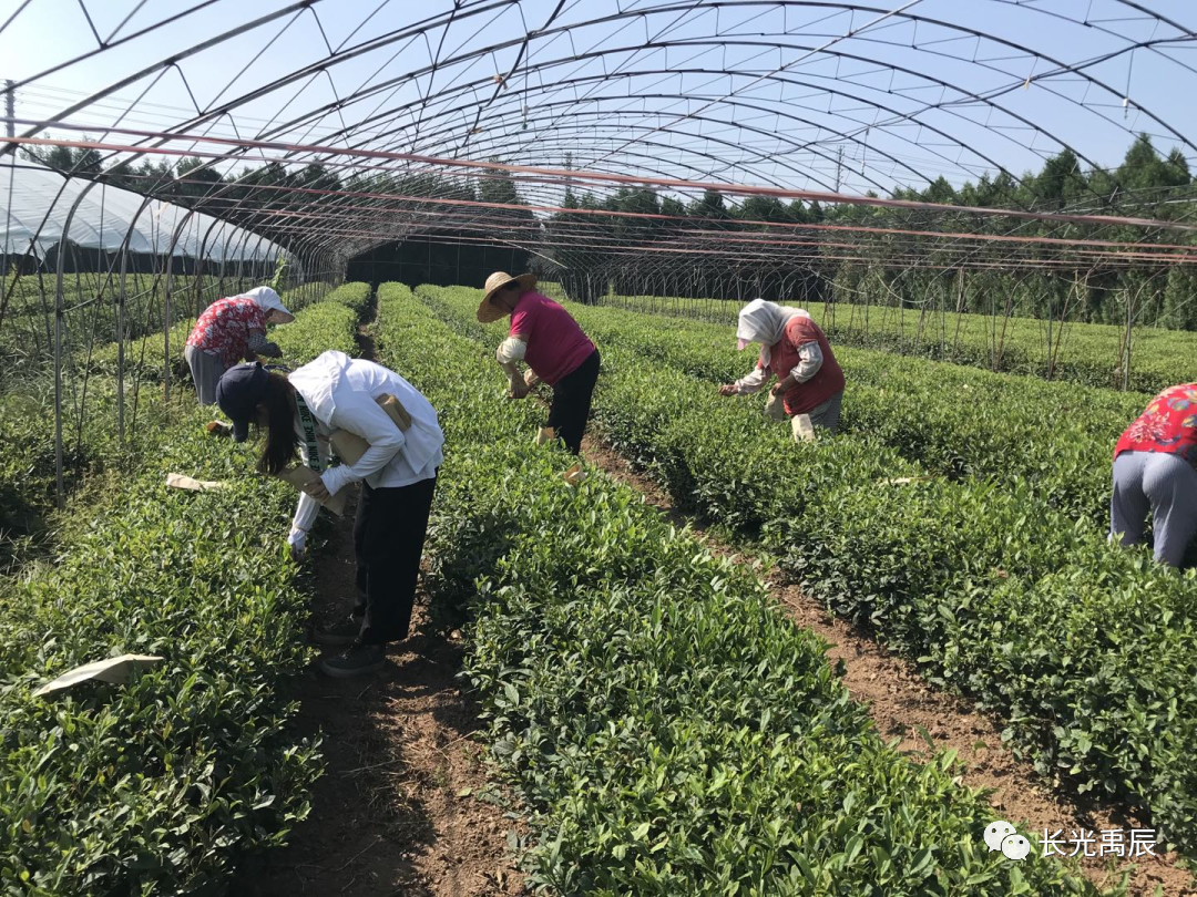 无人机载多光谱遥感在茶树氮营养及品质指标检测研究方面取得重要进展的图2