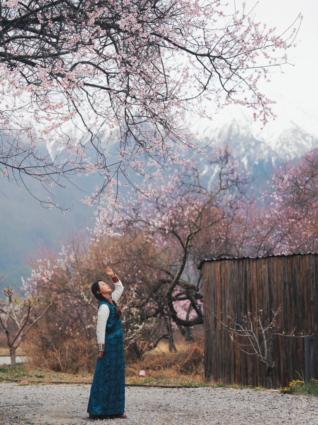有直飞有高铁！花海美过新疆日本！这座小城凭什么荣登“春日旅行天花板”？