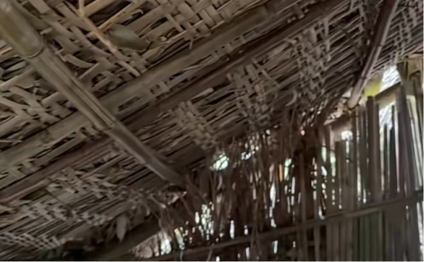 冷美人坚持37天获8666元