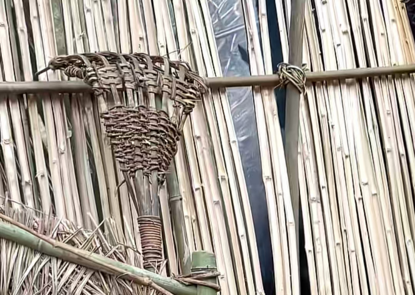 冷美人坚持37天获8666元