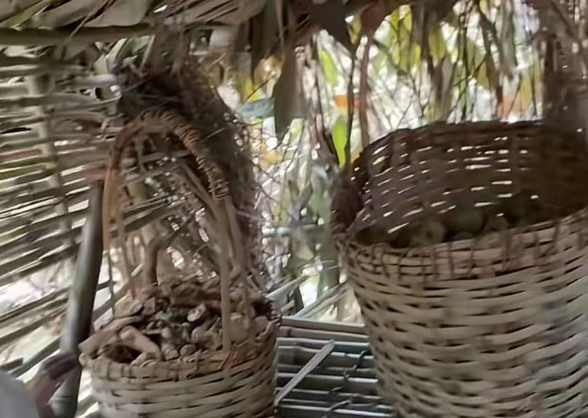 冷美人坚持37天获8666元