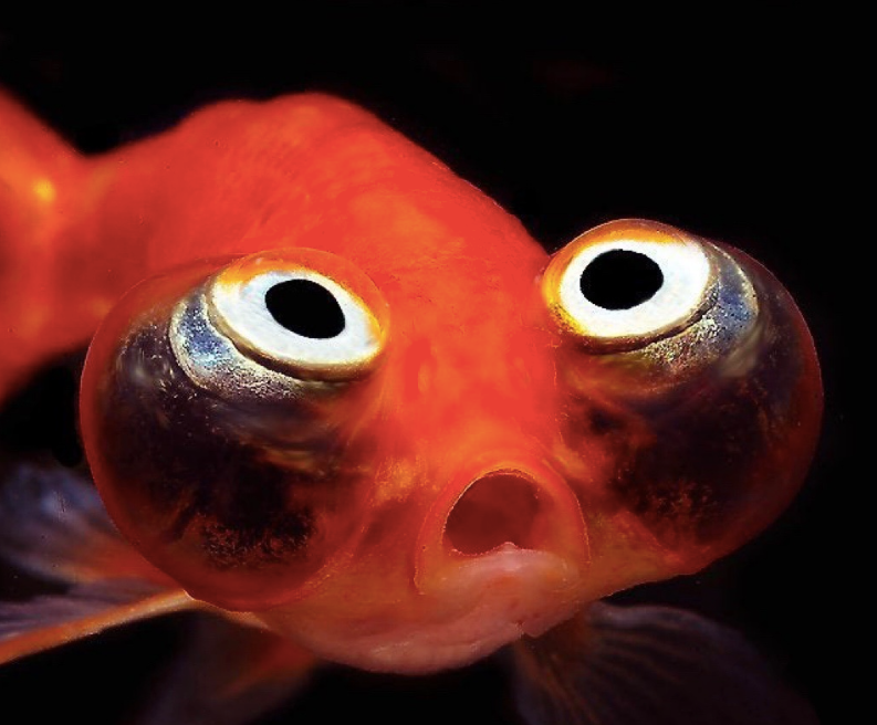 眼睛超大的金鱼,感觉要炸开了!鱼鱼:"这样 眼泪就不会往下掉了"!-友友