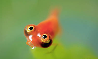 眼睛超大的金鱼,感觉要炸开了!鱼鱼:"这样 眼泪就不会往下掉了"!-友友