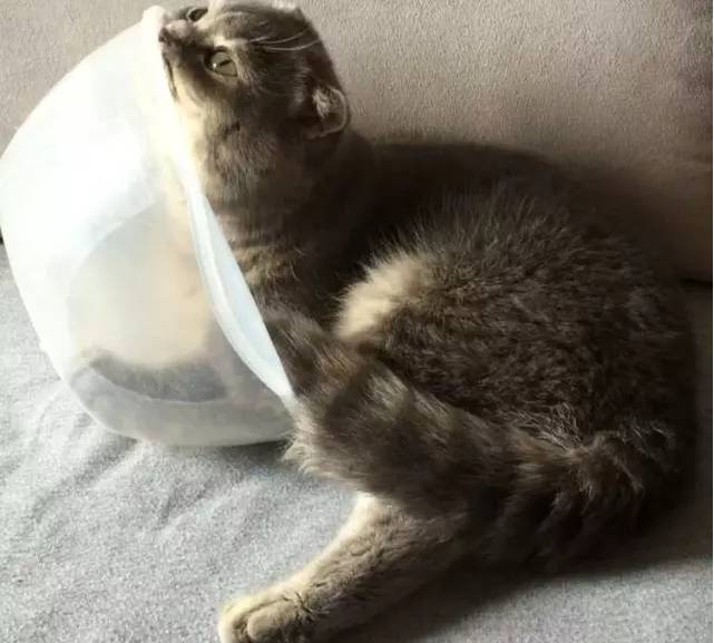 长大是会呼吸的痛：再见了，盆！——爱你的端