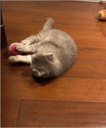 渣猫端午，左拥右抱，始乱终弃。吃着碗里的，看着锅里的，见一个爱一个，每回都动情，次次是真心 ​​​​