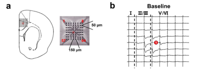 Med怎么电写医学科研中心仪器介绍（十五）∣ MED64平面微电极阵列记录系统_https://www.jmylbn.com_新闻资讯_第4张