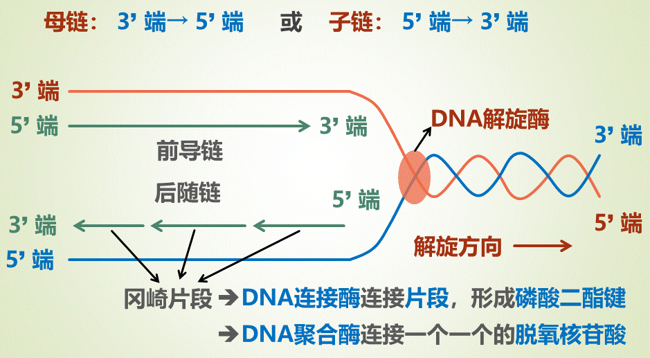 DNA复制冈崎片段图片
