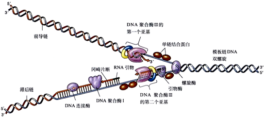 19:36:52阅读(33)dna复制最主要的特点是半保留复制,半不连续复制