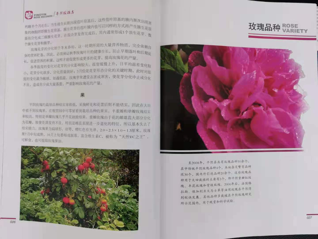【玫瑰史话】平阴玫瑰产业发展大事记